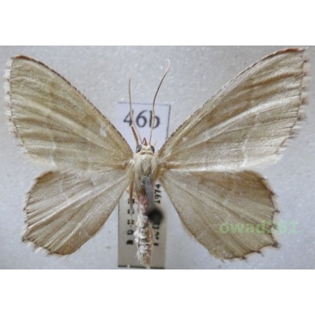 Hemithea aestivaria (Hübner, 1789) Czech46b